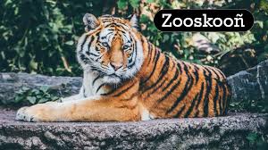 Exploring Zooskooñ Insights to Find the Best Zoos and Animal Attractions